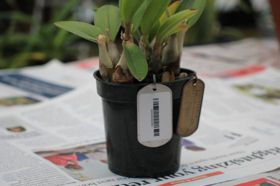 close up of a small pot of orchids with two metal tags on it 
