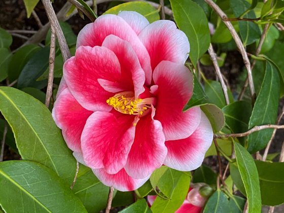 A camellia plant with a pink and white blooming flower