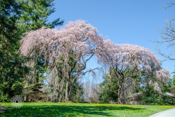 two blooming trees in spring among green grass