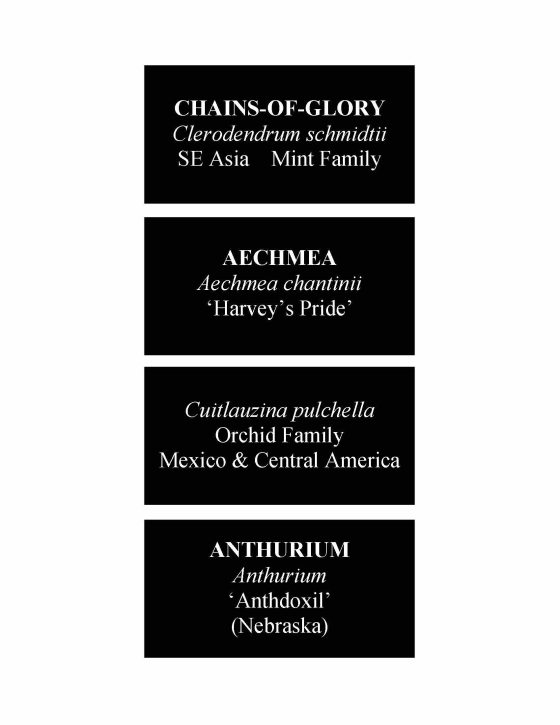Four black plant labels containing common name, scientific name, cultivar, nativity, and family information