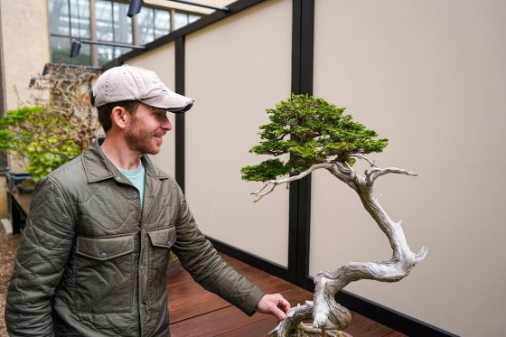 a person touching the trunk of a bonsai tree
