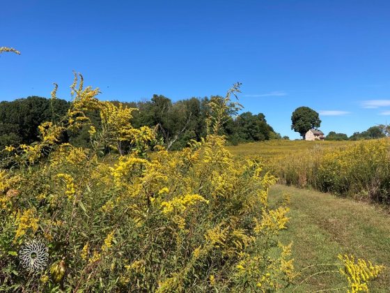 A fall meadow garden with blooming goldenrod and a farmhouse in the distance.