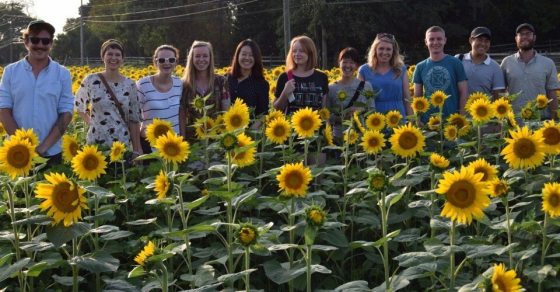A group of people posing behind a bed of sunflowers.