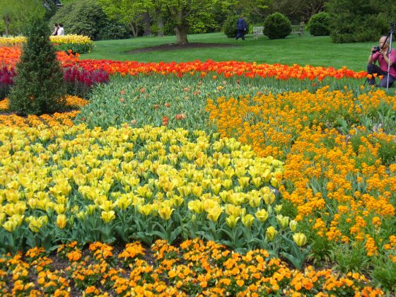 A field of red, orange, and yellow flowers