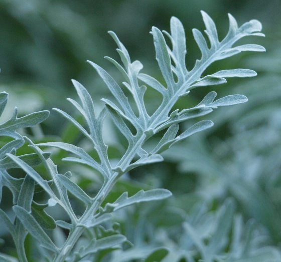 gray-green, multi-lobed plant stem
