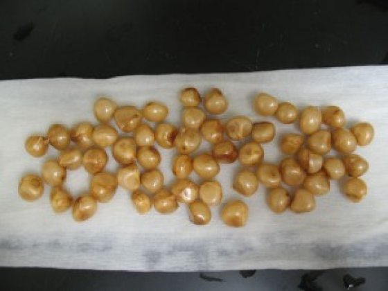 light tan bunch of clivia seeds removed from the berries
