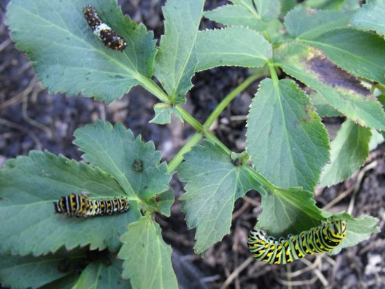 green and black striped caterpillars on partially eaten green leaves