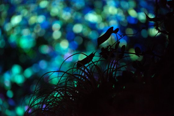 a close up of grasses with blue and green blurred lights in the background