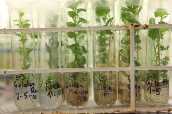 A row of test tubes with plant samples and writing describing each one stand on a lab shelf