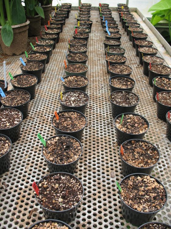 Rows of pots with soil and research notes sit on top of a holed growing table