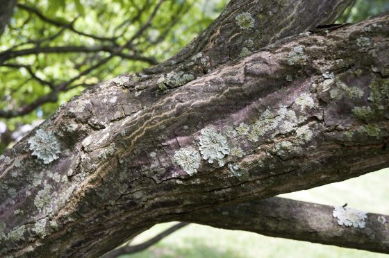 large tree branch with fungus growing