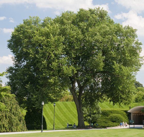 Green large elm tree in the cow lot by the entrance of Longwood Gardens