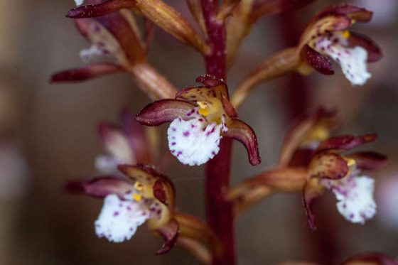 close up of a dark red Corallorhiza maculata orchid