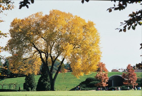 large yellow elm tree outside the exit of Longwood Gardens in the cow lot