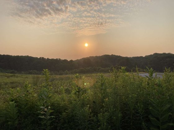 The sun rises above a meadow in the foreground and woodland trees in the background.
