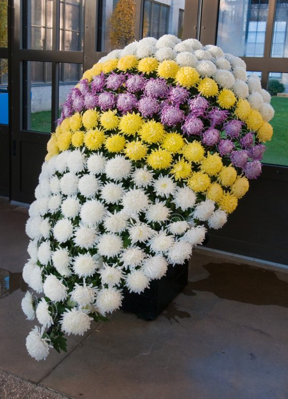 tri colored chrysanthemums in the shape of a shield