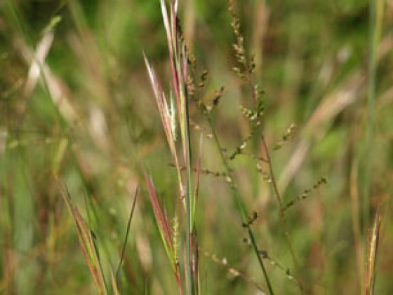 close up of broom sedge, a green, tan and pink colored grass