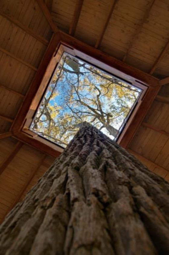 image of tree in opening of a lookout loft