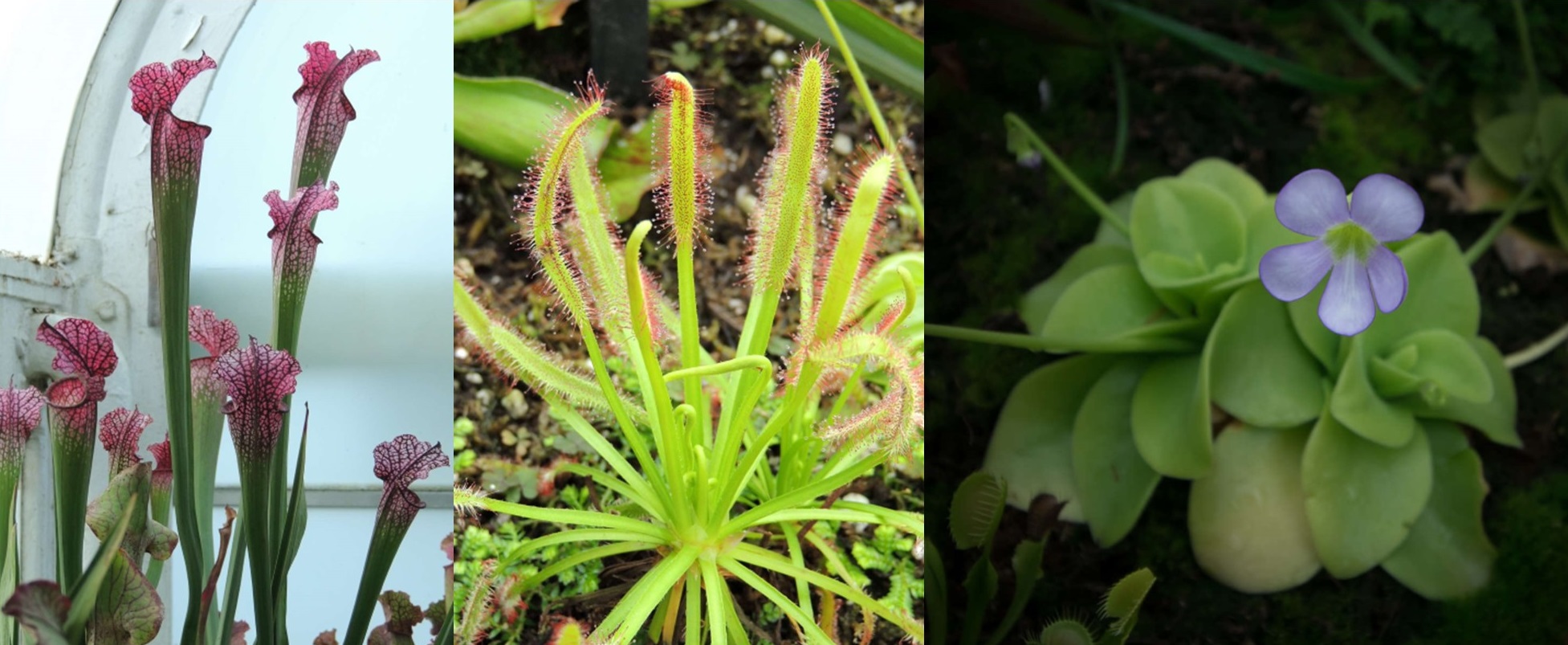 center: drosera capensis (cape sundew) in a 2013 photo.