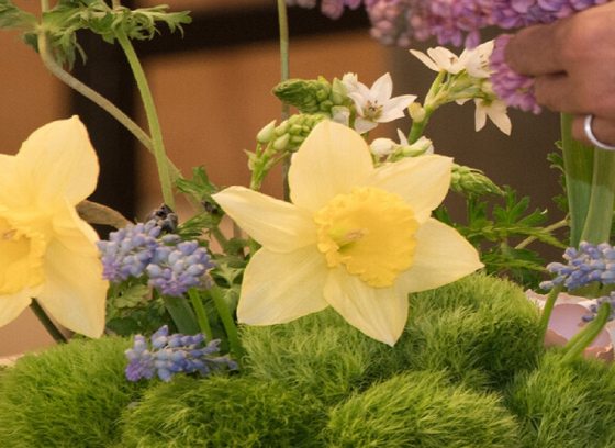 Two yellow daffodils being placed in a floral designed centerpiece.