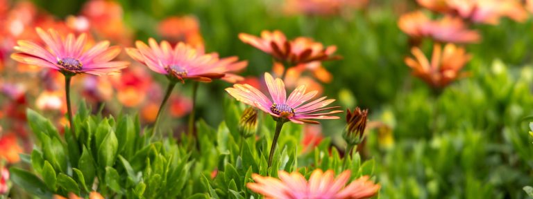 Closeup of bright orange daisy-like flowers amid bright green foliage.