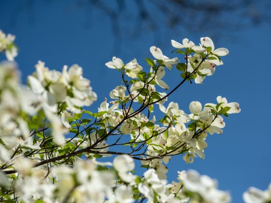 Closeup of white flowering dogwood tree against a bright, cloudless, blue sky.