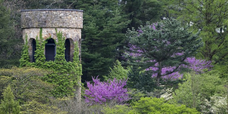 A vine-covered stone carillon tower rises amidst a landscape of dark evergreens, white and purple flowering trees, and pale green shades of new spring leaves.