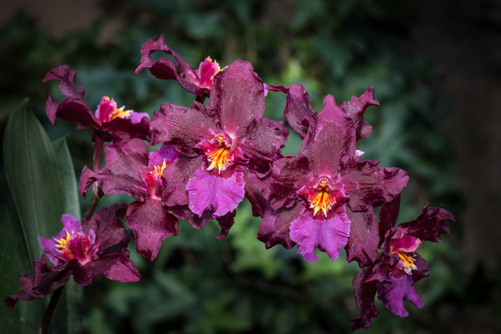 Orchid | Longwood Gardens