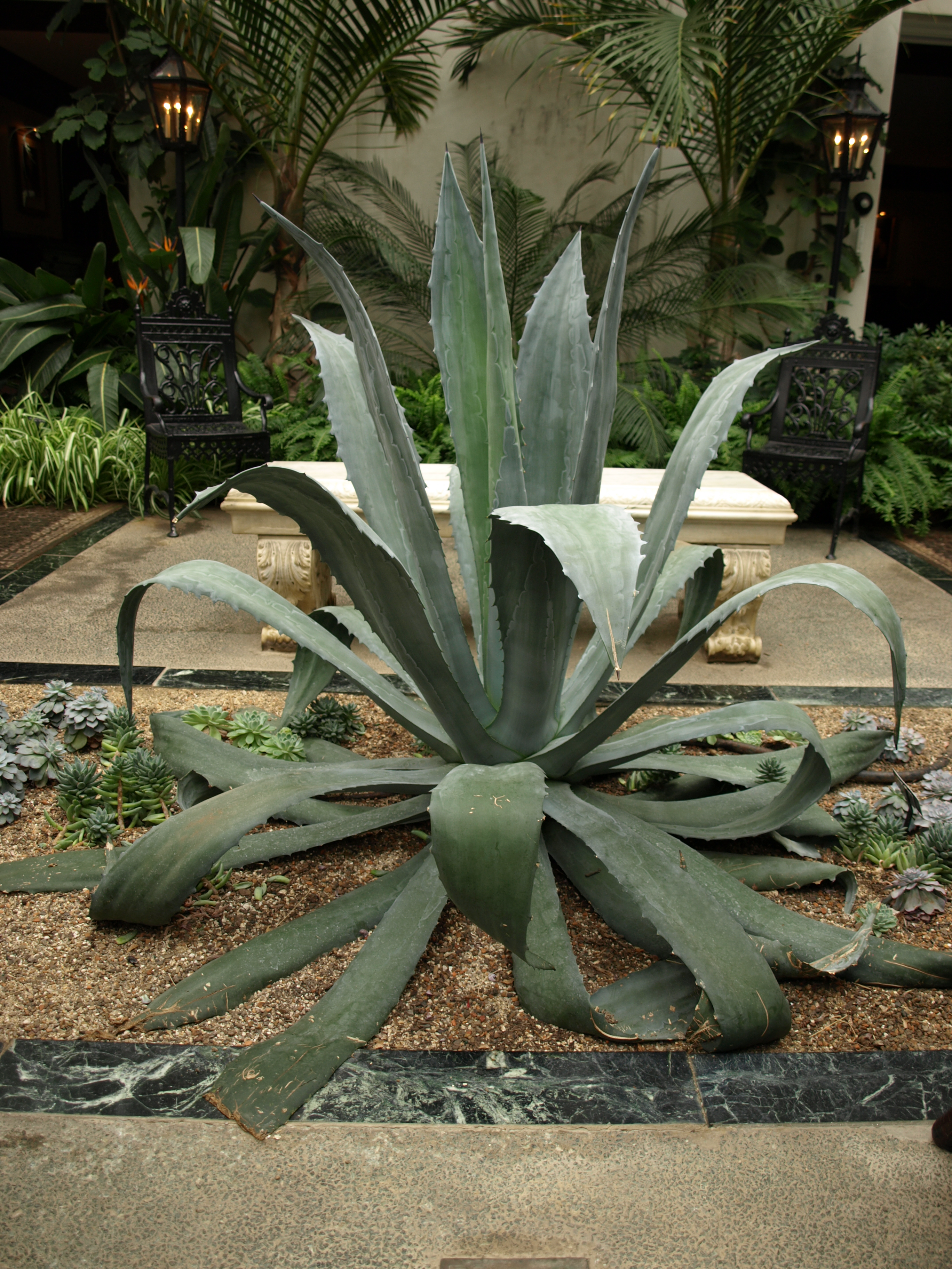 Century-plant | Longwood Gardens