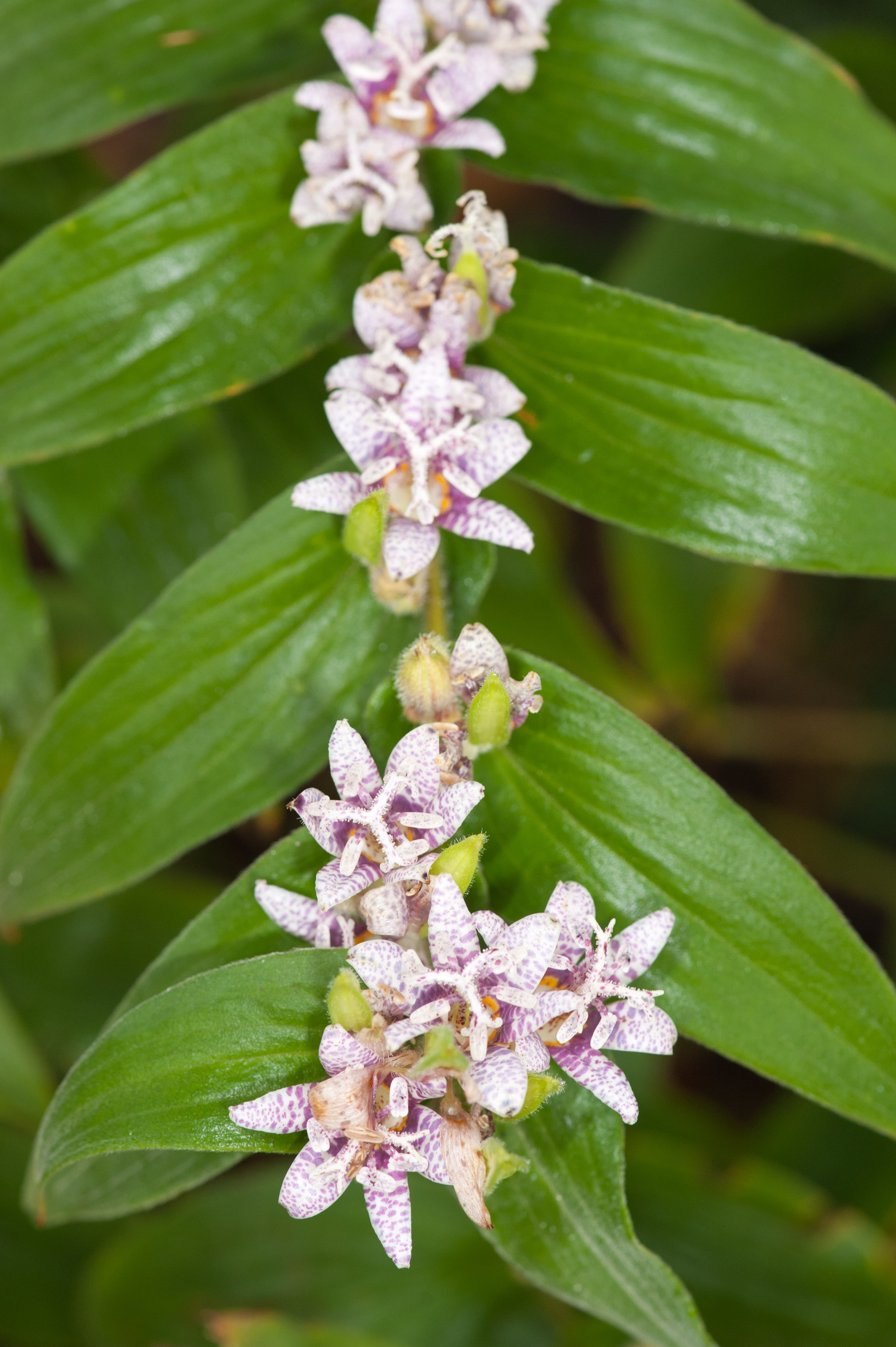 Toadlily Longwood Gardens