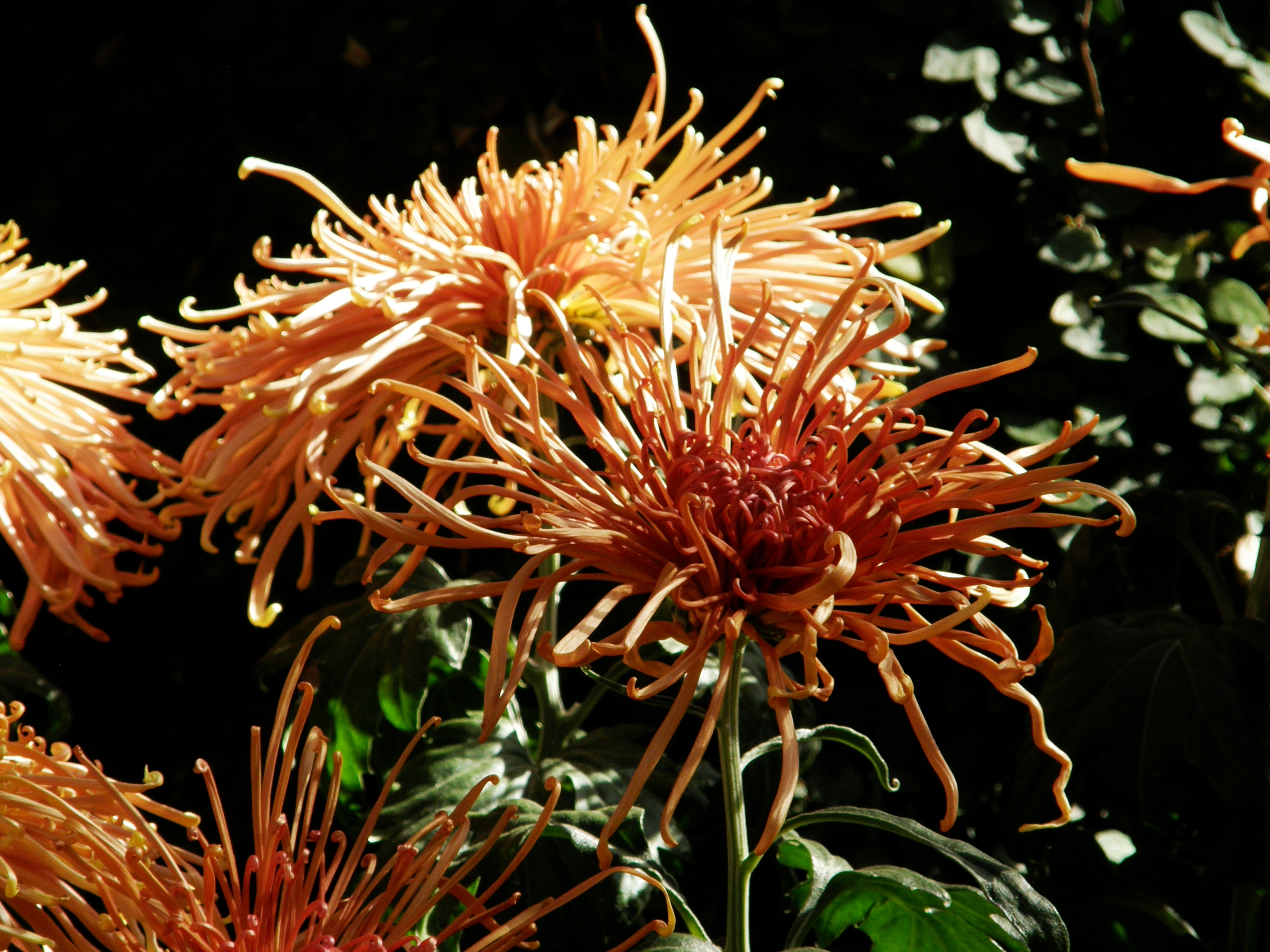 Spider Mum Longwood Gardens