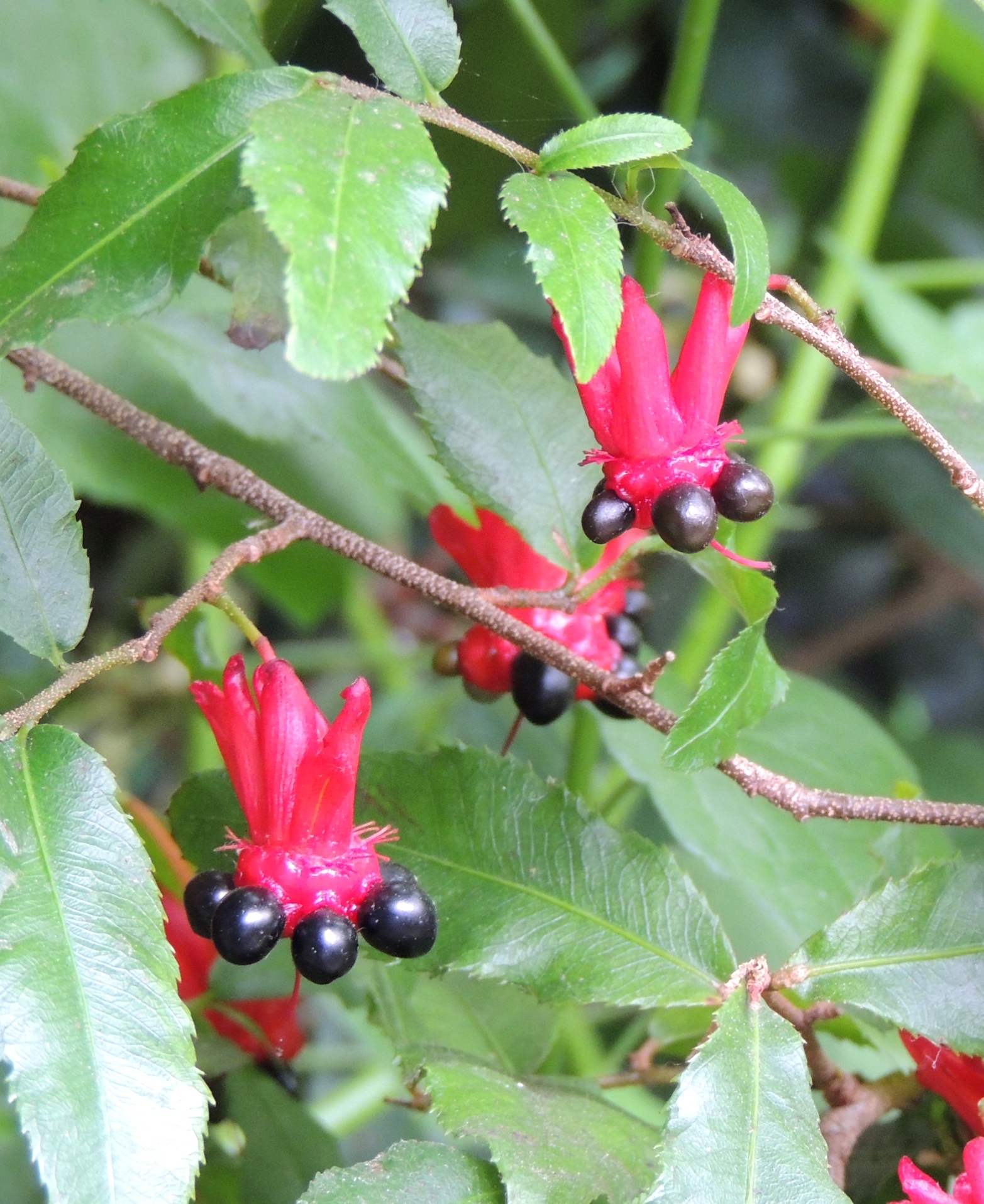 MickeyMouseplant Longwood Gardens