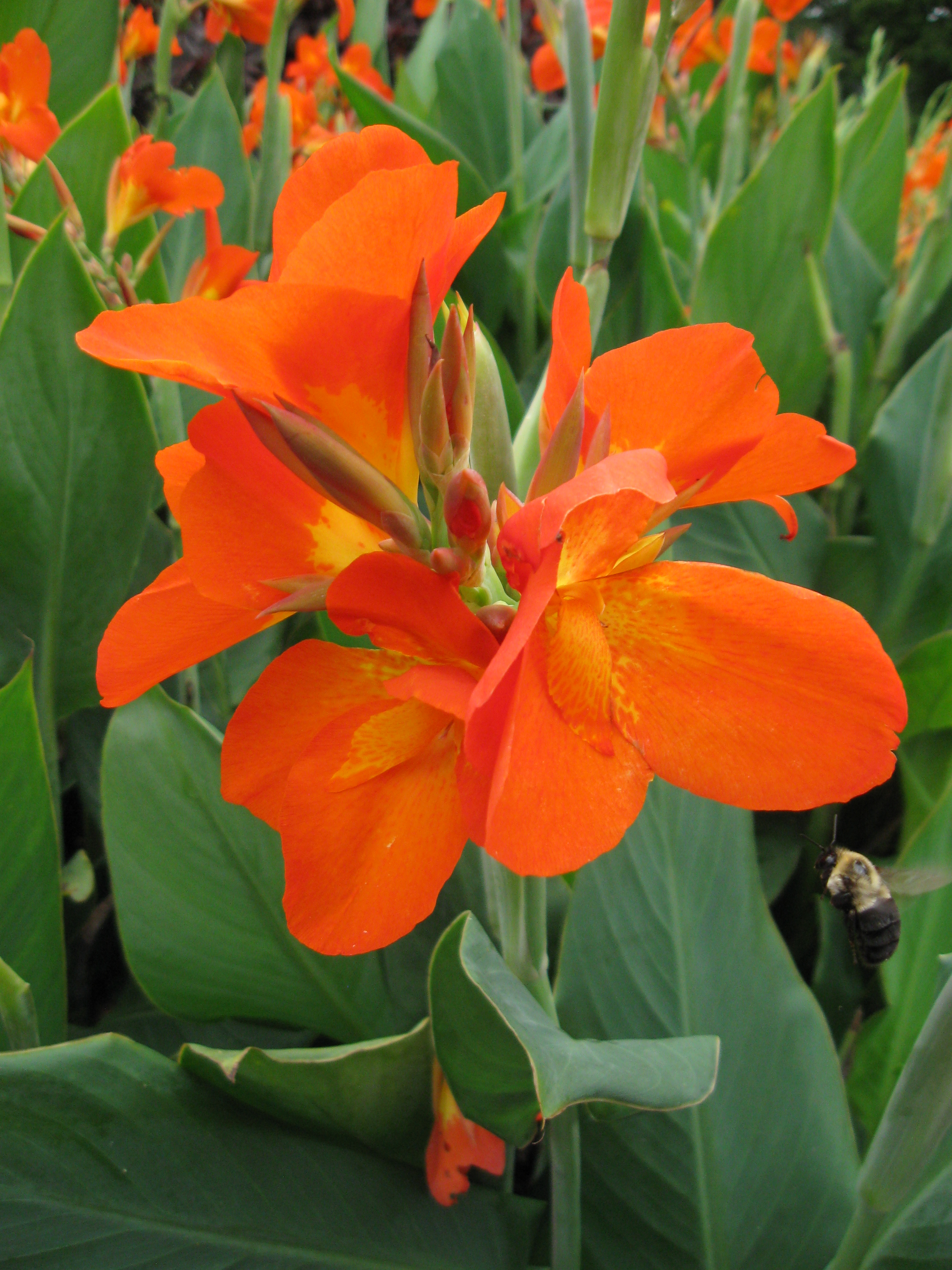 Canna | Longwood Gardens