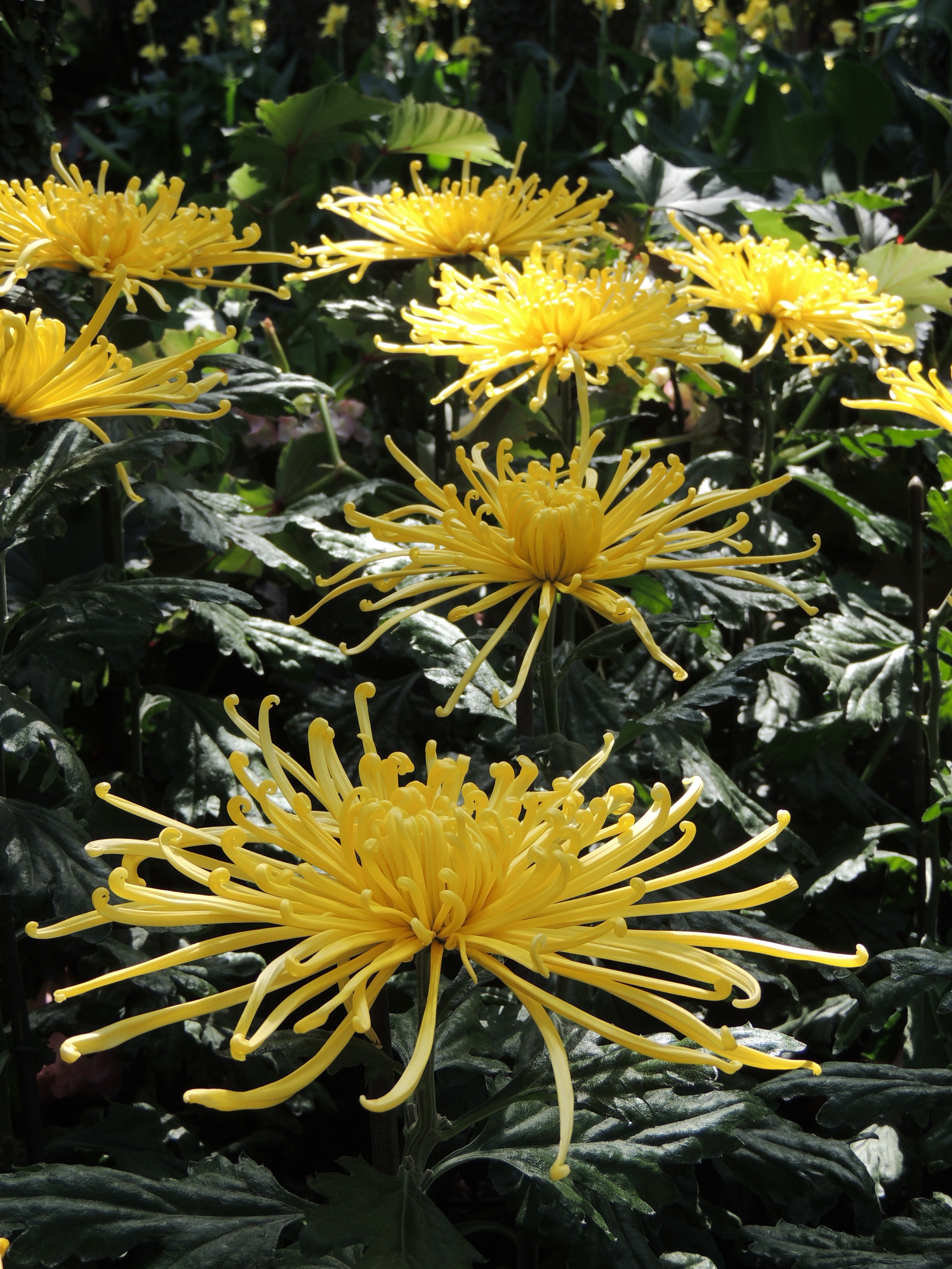 Spider mums plants information