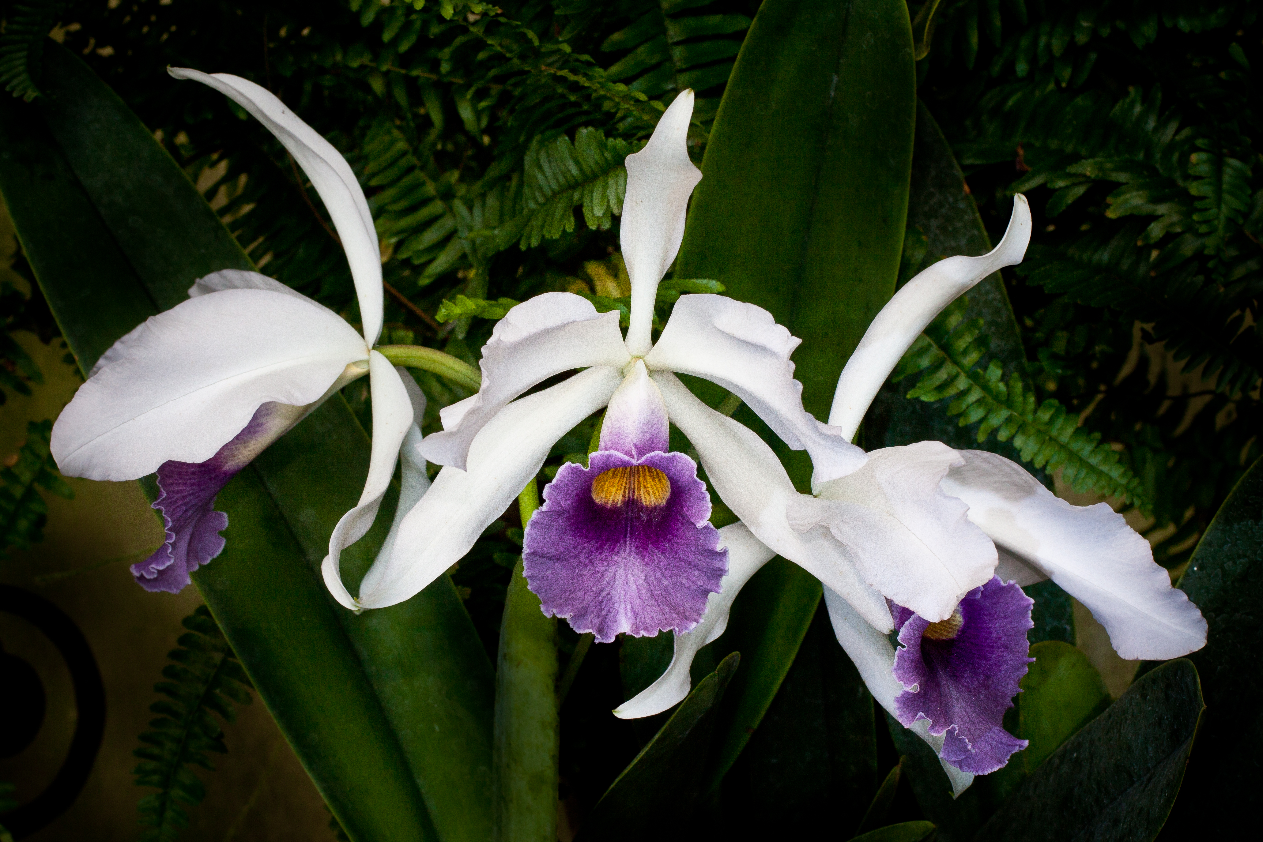 Orchid | Longwood Gardens