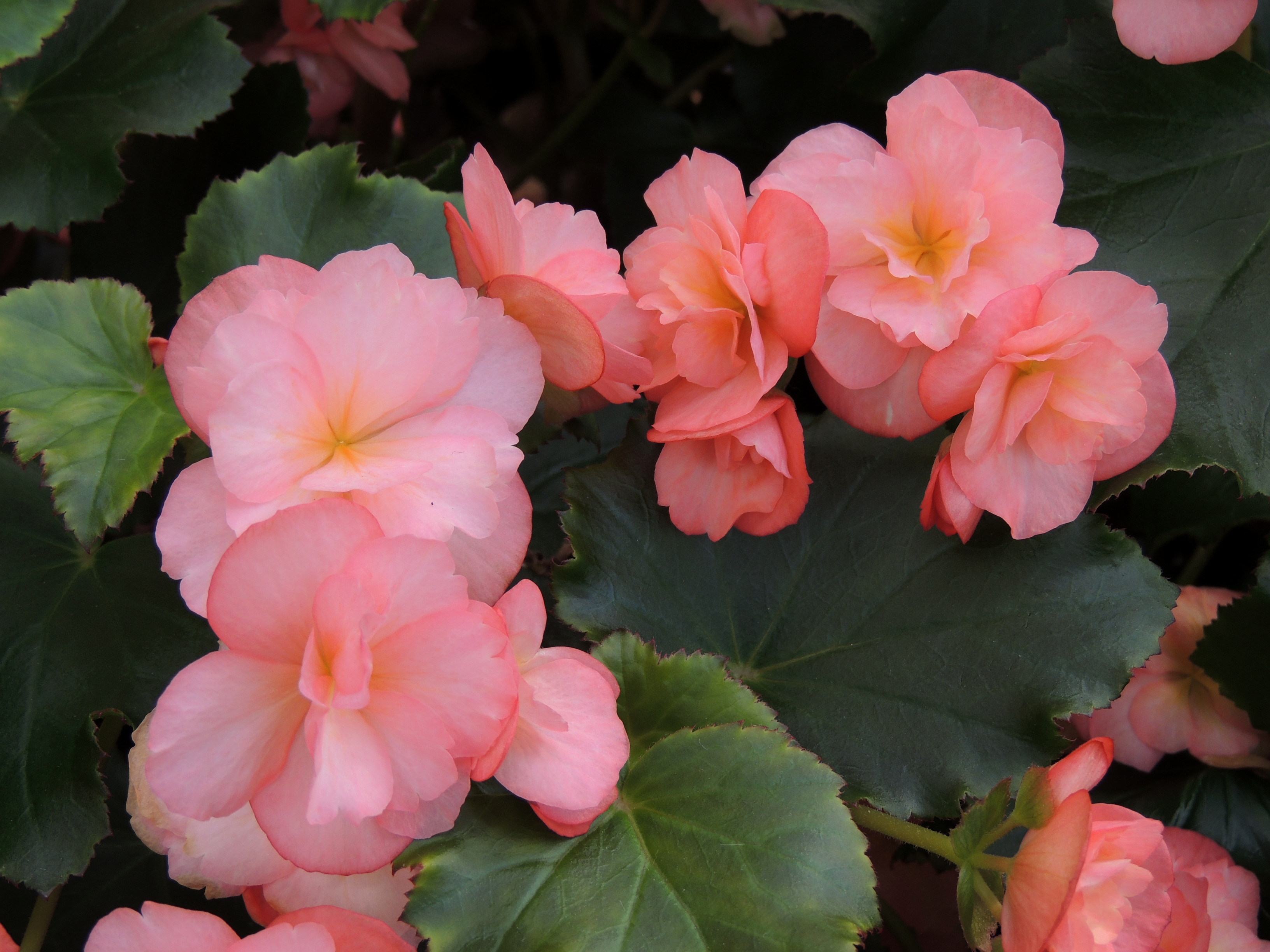 Winter-flowering Begonia | Longwood Gardens