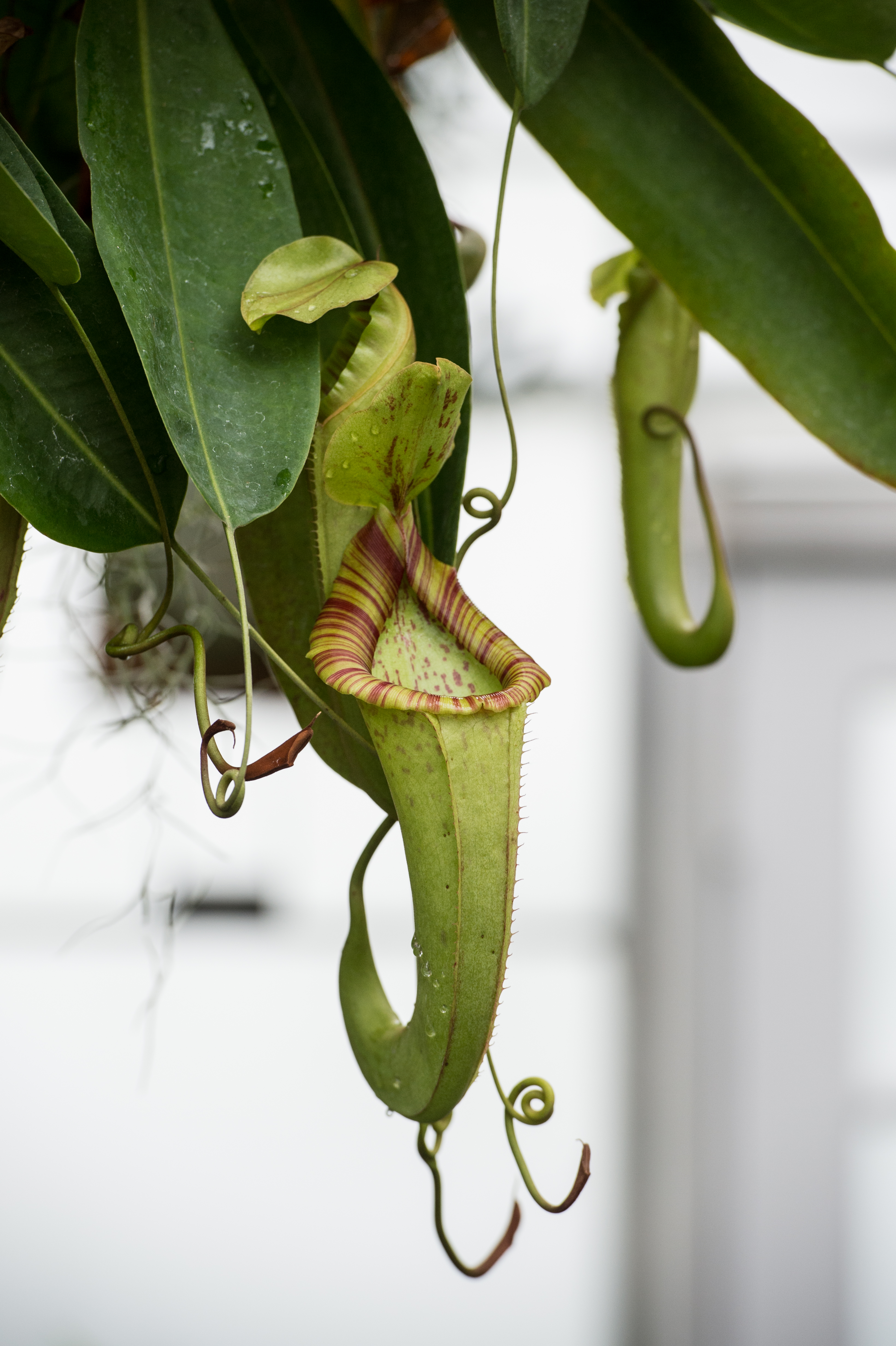 Tropical Pitcher-plant | Longwood Gardens