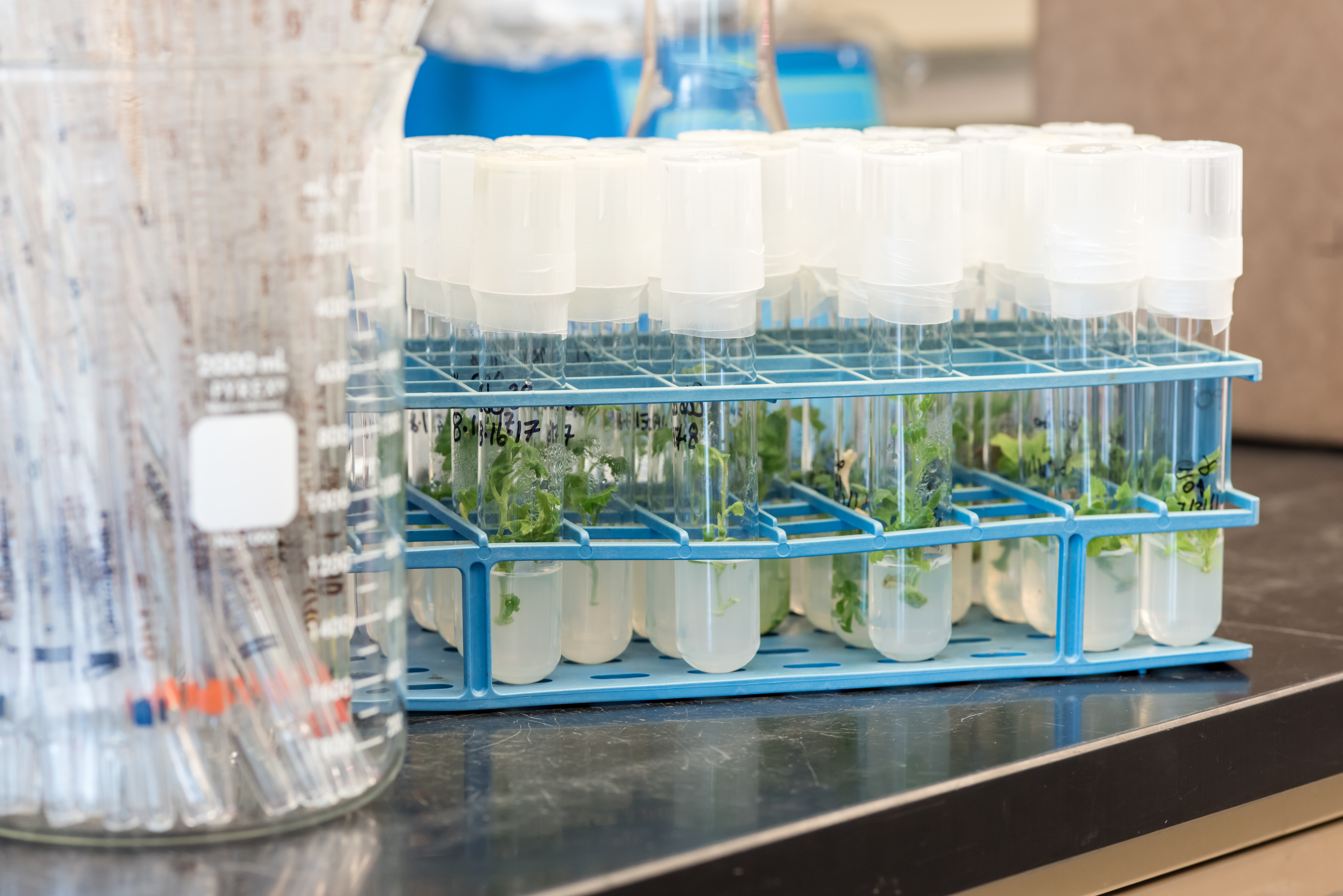 A desk top with test tubes with plant samples and a beaker.