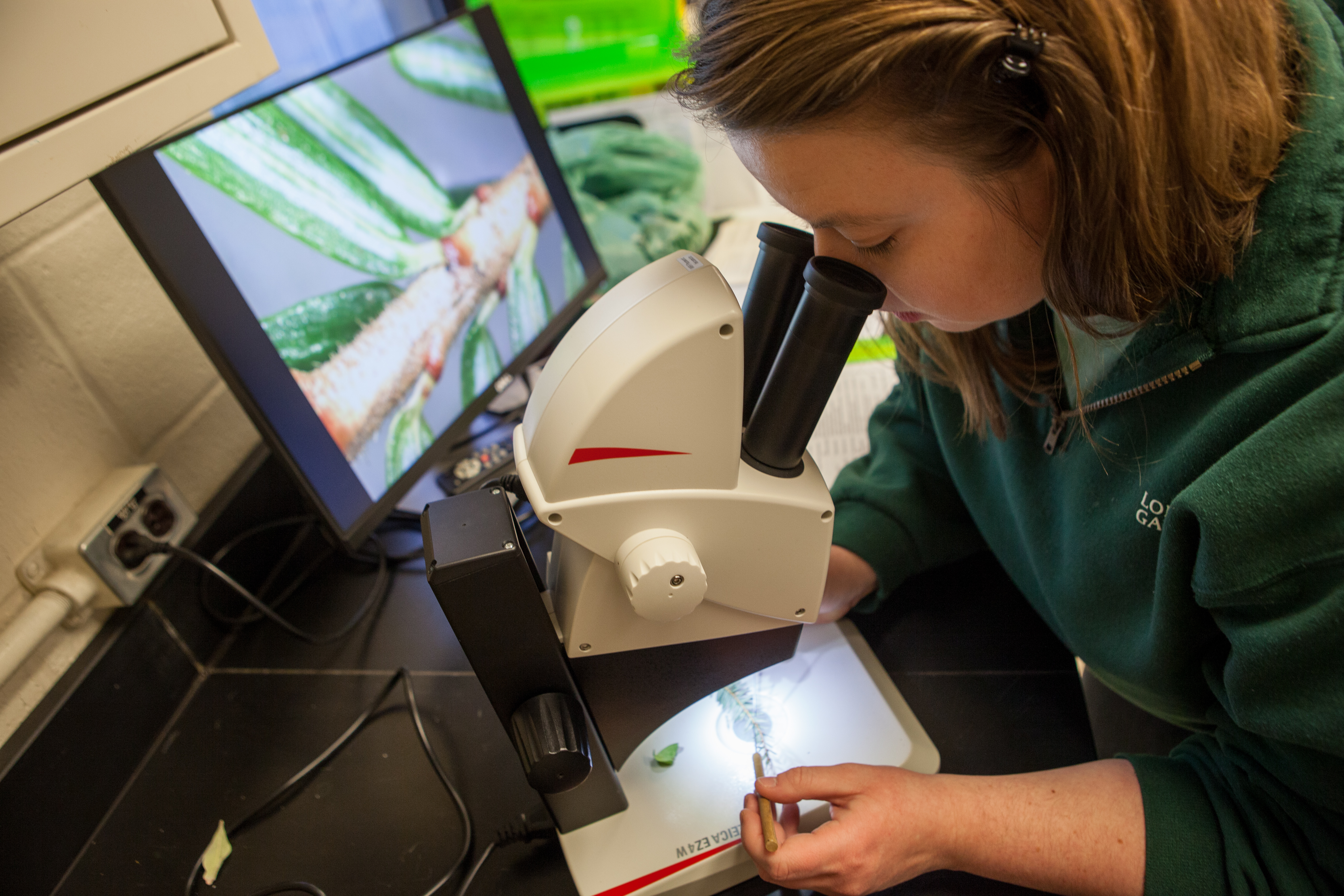A woman in a green sweatshirt with brown hair looks into a microscope at a plant sample. A nearby screen shows a close-up of the plant sample.