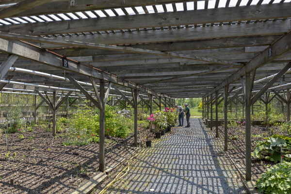 A gravel path with mulched plants on either side resides underneath a n overhead wood shade structure with light streaming through box-like grates. 