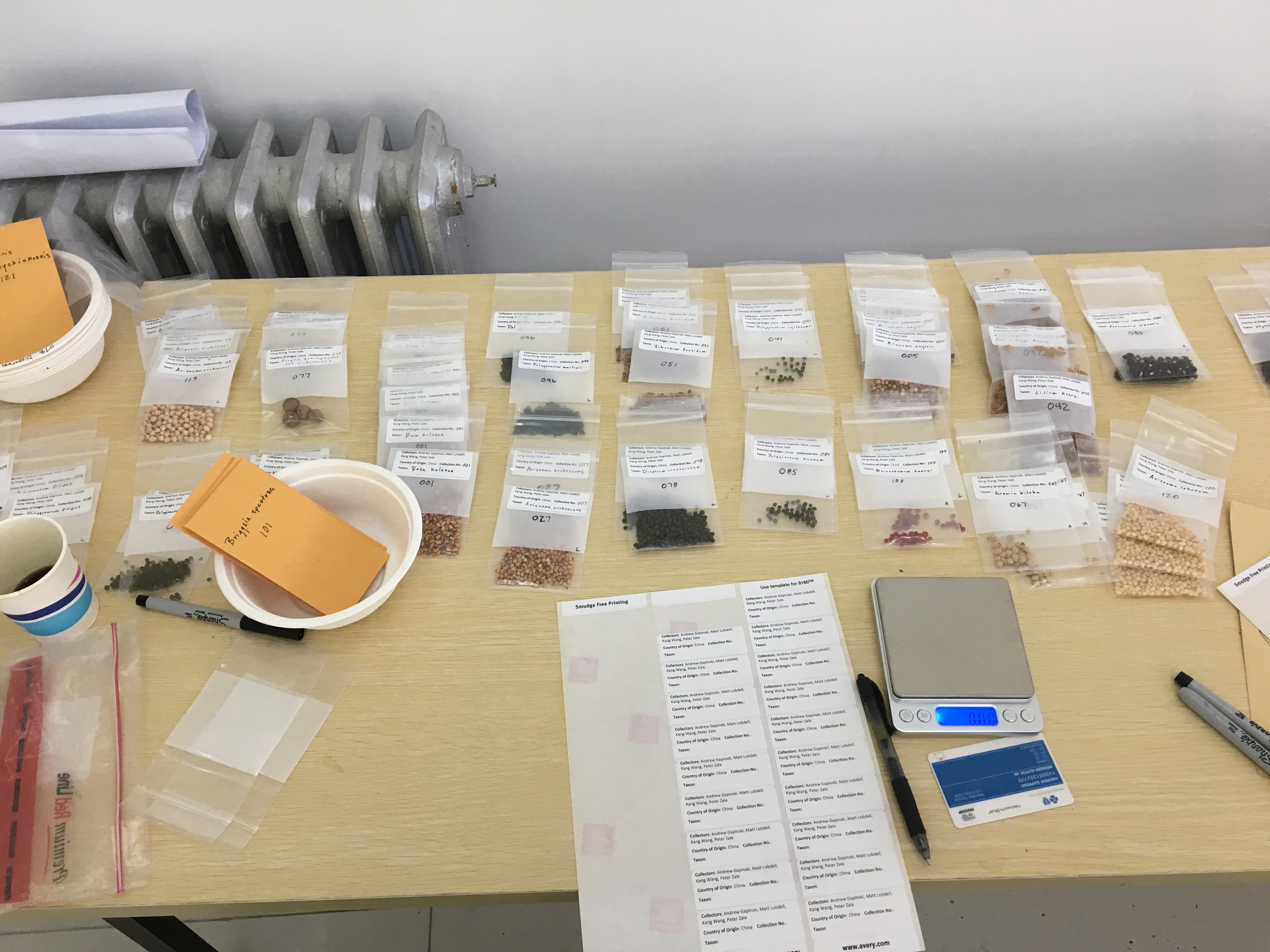 The top of an oak desk with many tiny ziplock bags of small seeds, plant labels, and a scale.