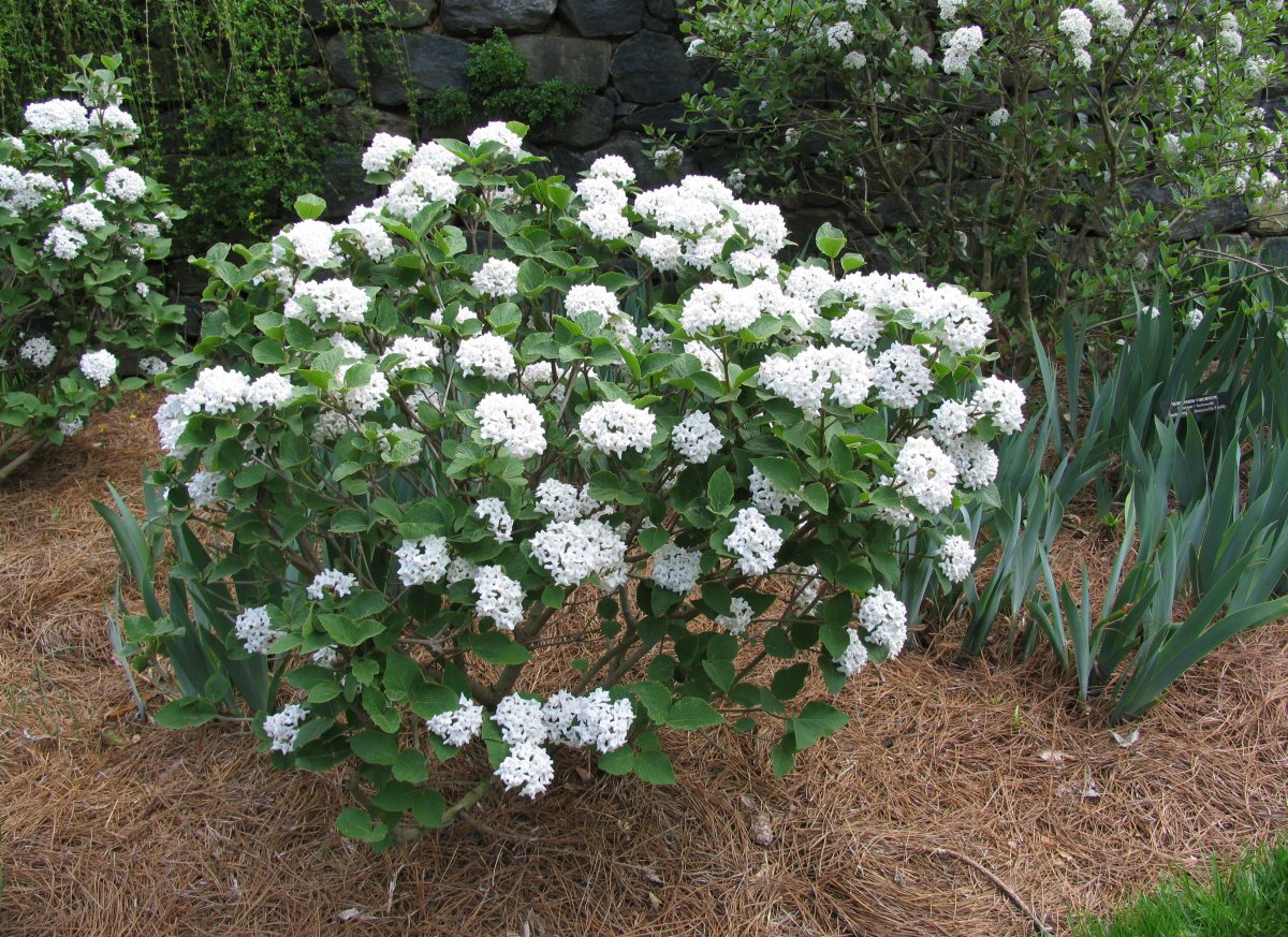 Gardening Certificate Longwood Gardens
