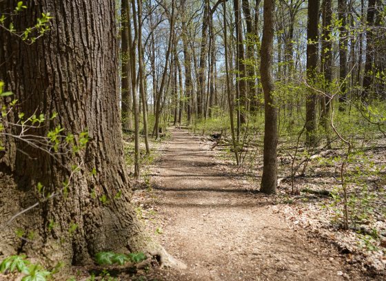 A dirt path winds through tall trees with small green leaves starting to grow during spring