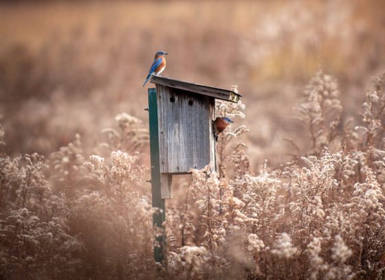 A small blue bird sits atop a wooden bird house in the middle of a light gold meadow bed of plants