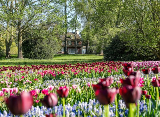 A sea of pink and red tulips fills the foreground with a brick house sitting amongst green trees is in the distance