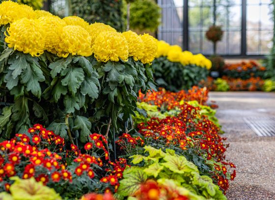 a row of yellow chrysanthemums
