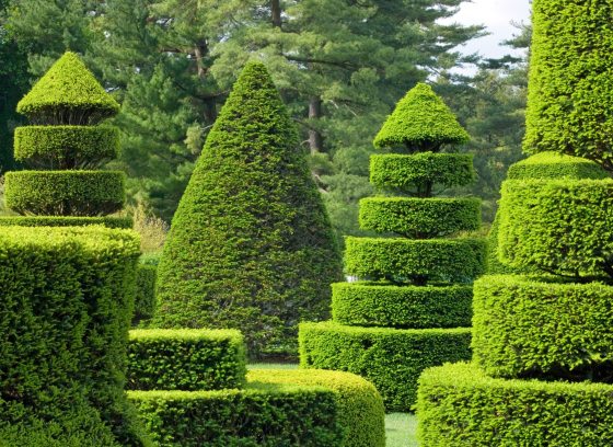 green topiaries that are bright with sunshine 
