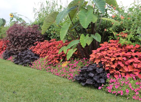 a garden bed with low dark foliage and pink flowers, mid-height orange-red foliage, and tall green large-leaf plants