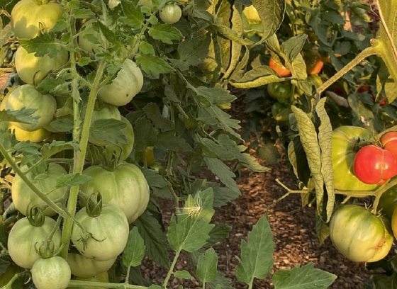 tomato plants with unripe and ripe tomatoes on the vine 