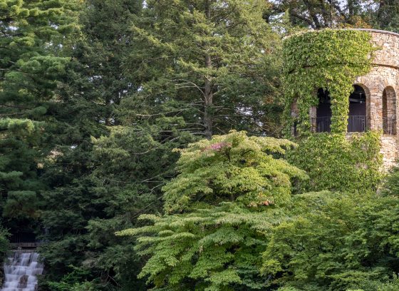 an ivy-laden stone tower sits amid lush green foliage